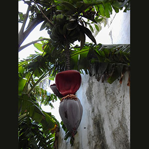 Banana plant - Tangier