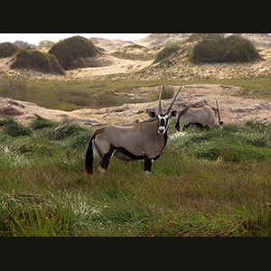 Twyfelfontein - Oryxes