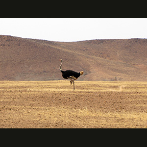 Twyfelfontein - Ostrich