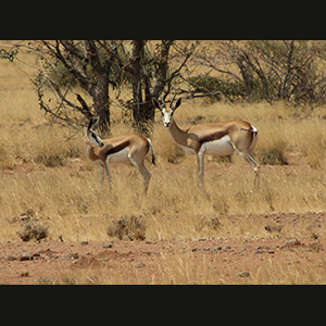 Twyfelfontein - Springboks