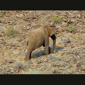 Twyfelfontein - Elephant