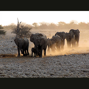 Etosha -Elephants