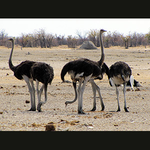 Etosha - Ostriches