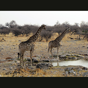 Etosha - Giraffes
