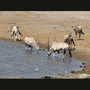 Etosha - Oryxes