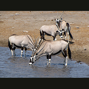 Etosha - Oryxes