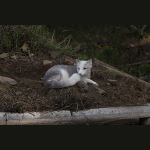 Parc Omega