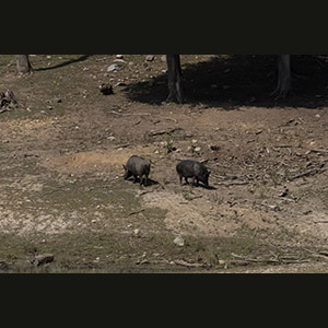 Parc Omega