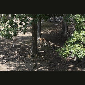 Parc Omega