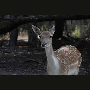 Parc Omega