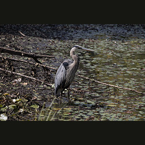 Parc Omega