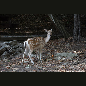 Parc Omega