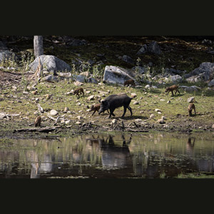 Parc Omega