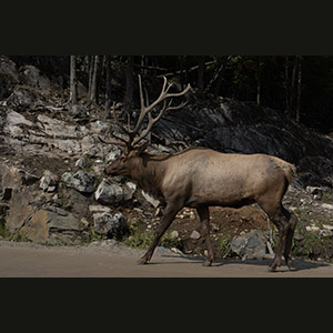 Parc Omega