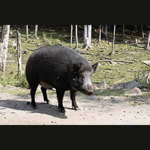 Parc Omega