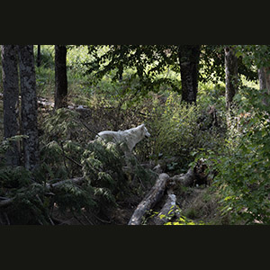 Parc Omega