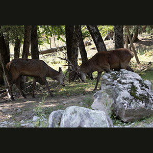 Parc Omega