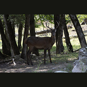 Parc Omega