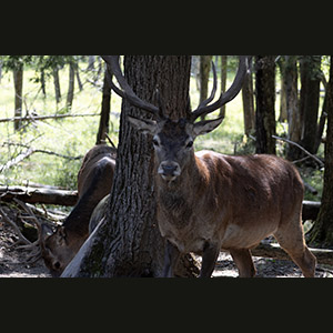 Parc Omega