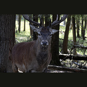 Parc Omega