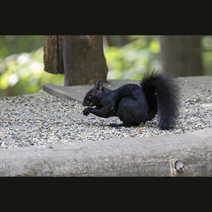 Parc Omega
