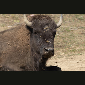 Parc Omega