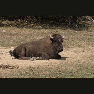 Parc Omega