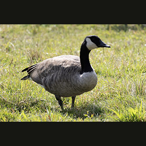 Parc Omega