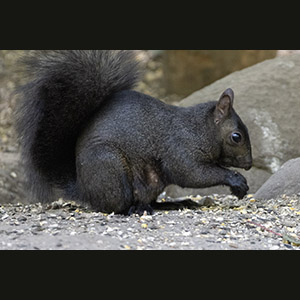 Parc Omega