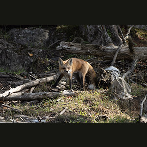 Parc Omega