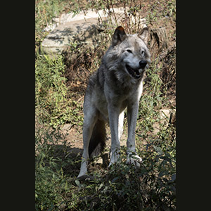 Parc Omega