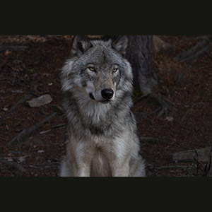 Parc Omega