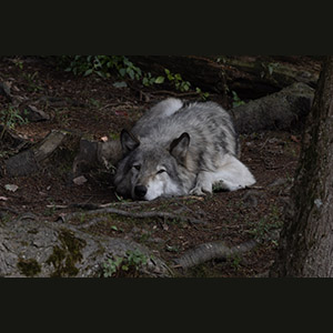 Parc Omega