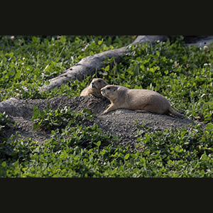 Parc Omega