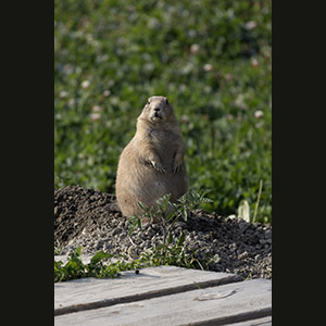 Parc Omega
