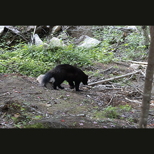 Parc Omega