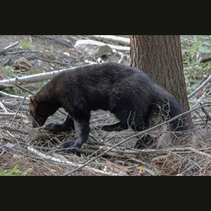 Parc Omega
