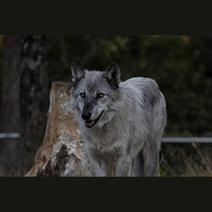 Parc Omega