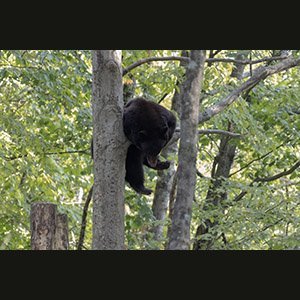 Parc Omega