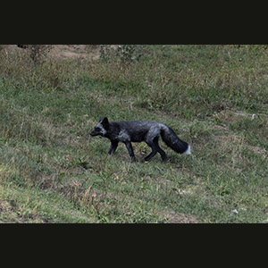 Parc Omega