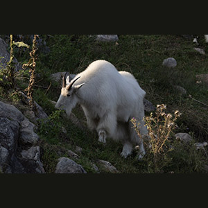 Parc Omega