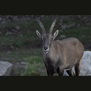 Parc Omega