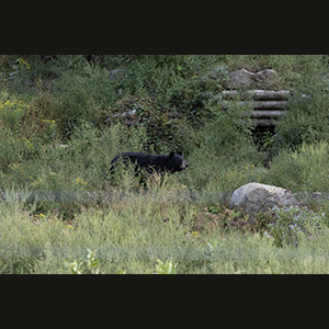 Parc Omega