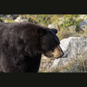 Parc Omega