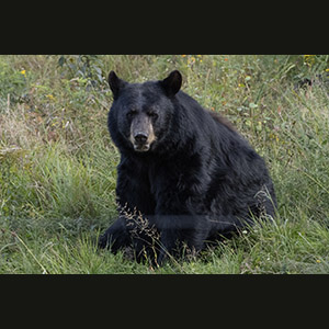 Parc Omega