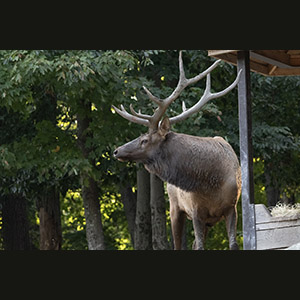 Parc Omega