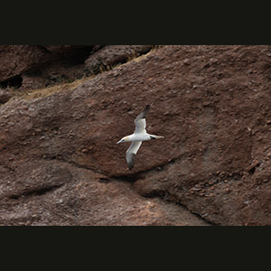 Percé