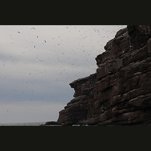 Percé