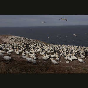 Percé