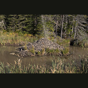 Parc national de Forillon